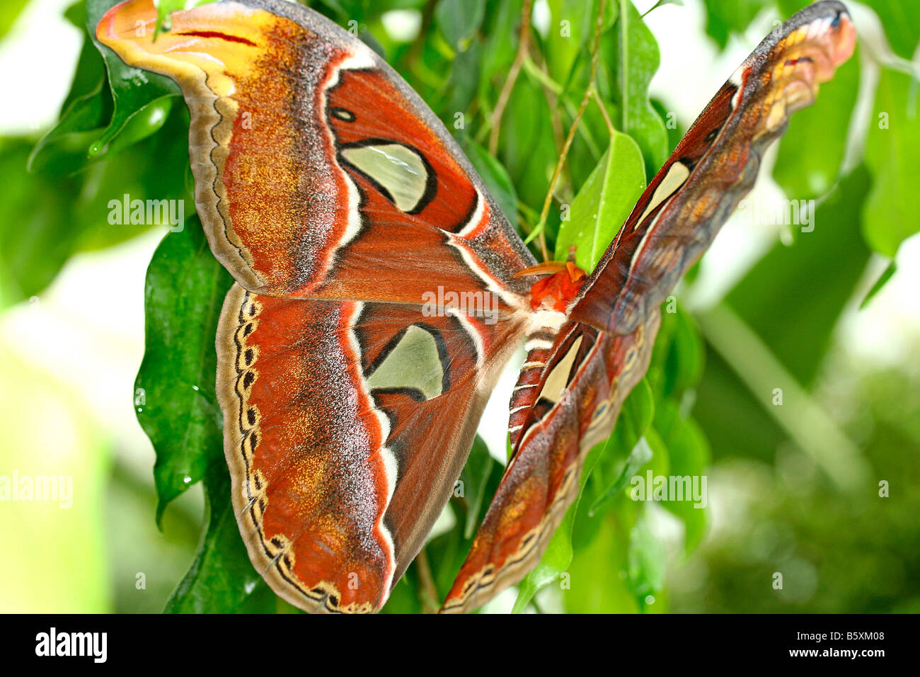 Attacus Atlas Moth Giant Butterfly Hi res Stock Photography And Images 