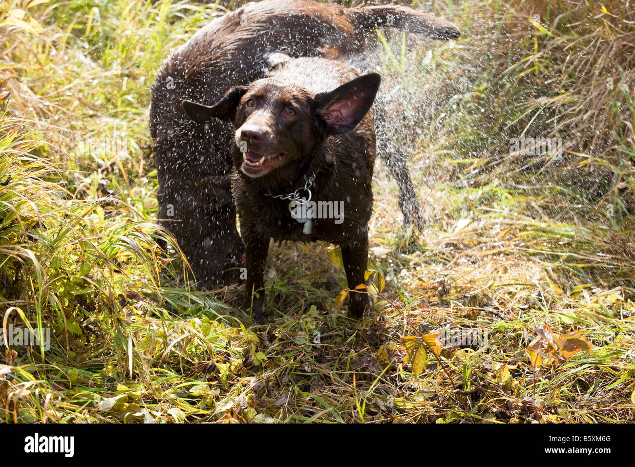 chocolate labrador dogs shaking off the water after coming out of a lake Stock Photo