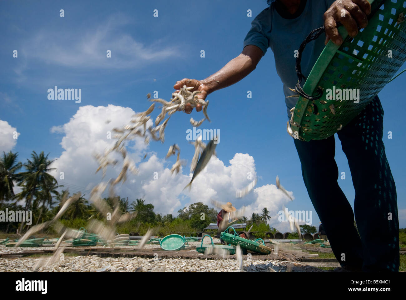 Traditional method of drying anchovies in Terengganu Malaysia Stock Photo
