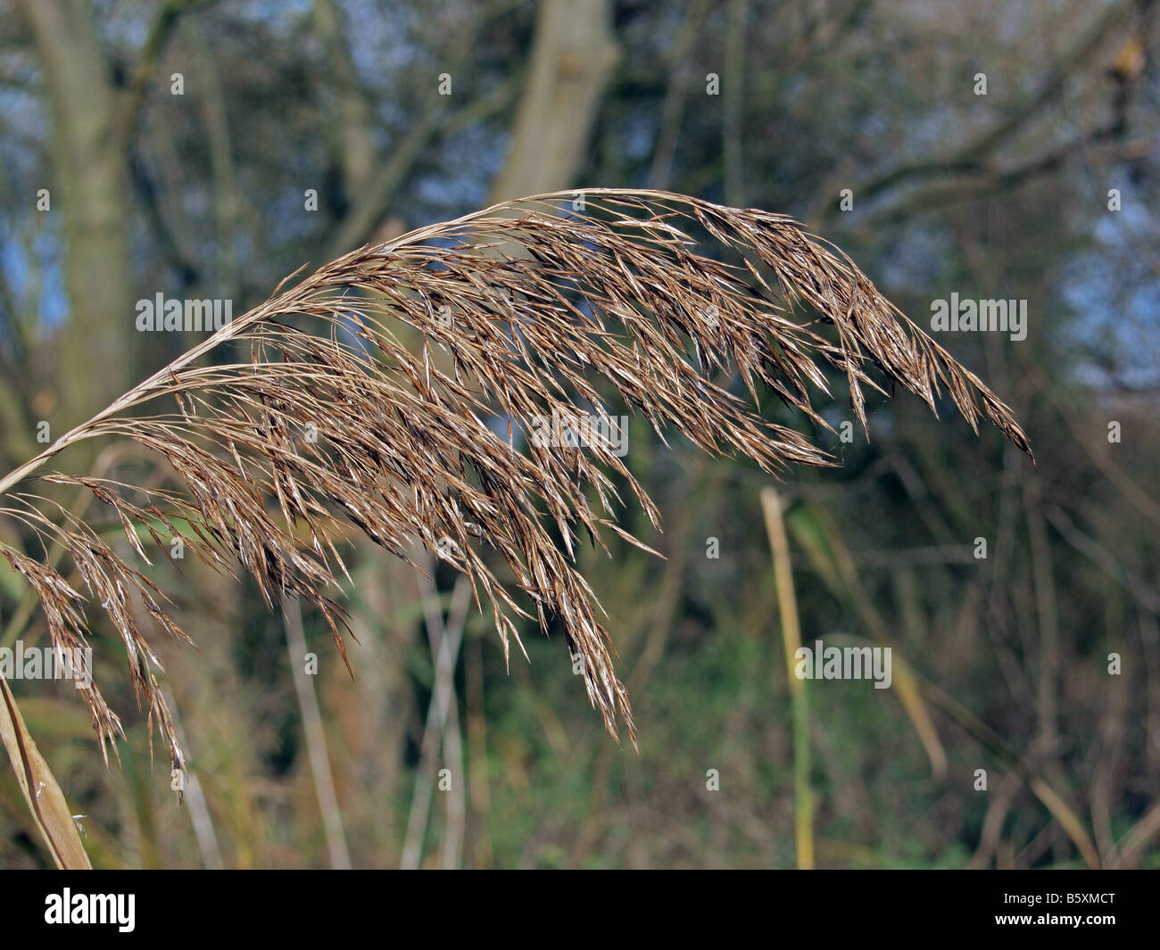 Sutterson Reed Reed silhouette hi-res stock photography and images - Alamy