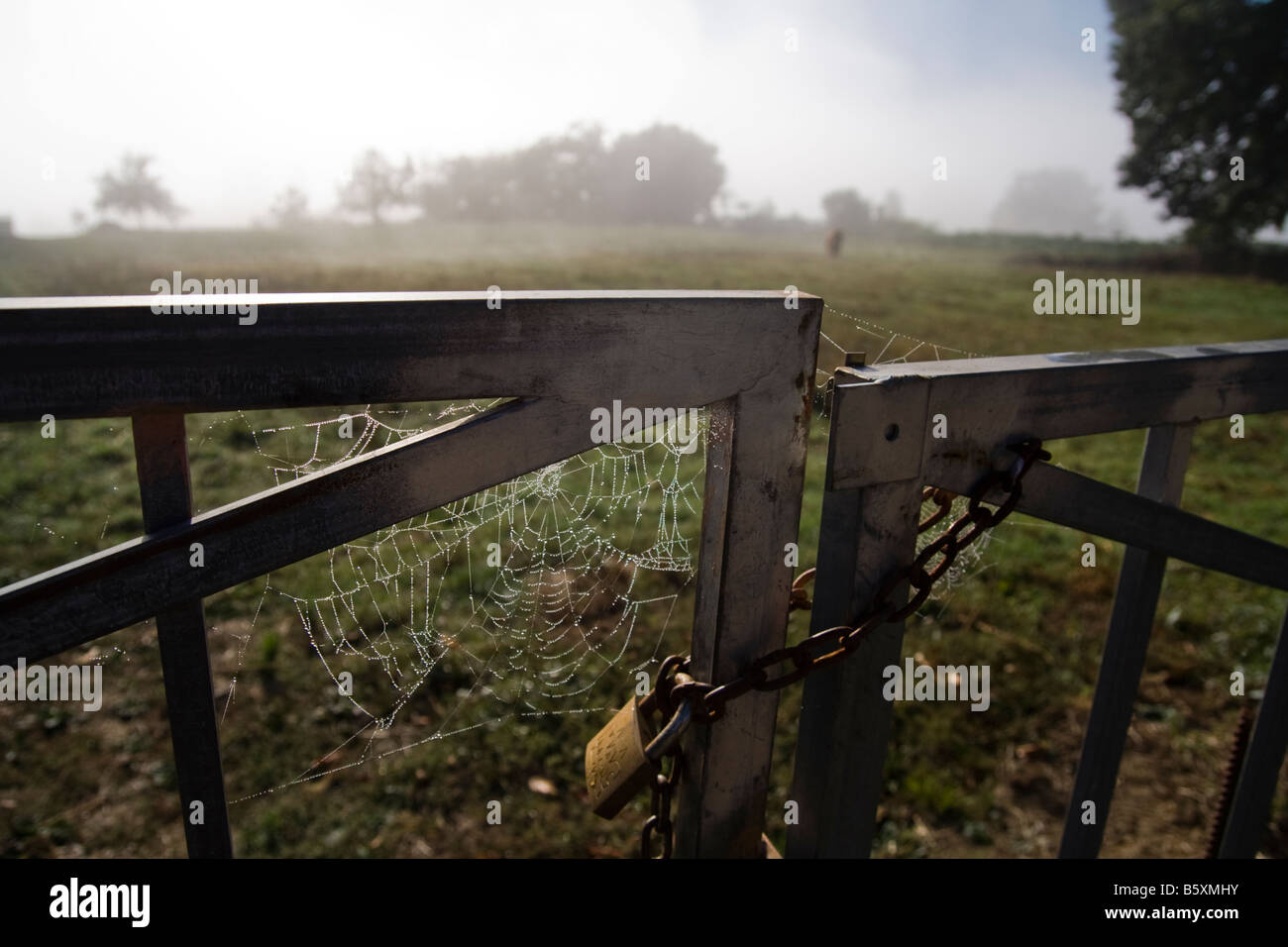 A spider web hangs from a locked metal gate in a field along the Camino de Santiago between Sarria and Portomarin, Galicia, Spain. Stock Photo