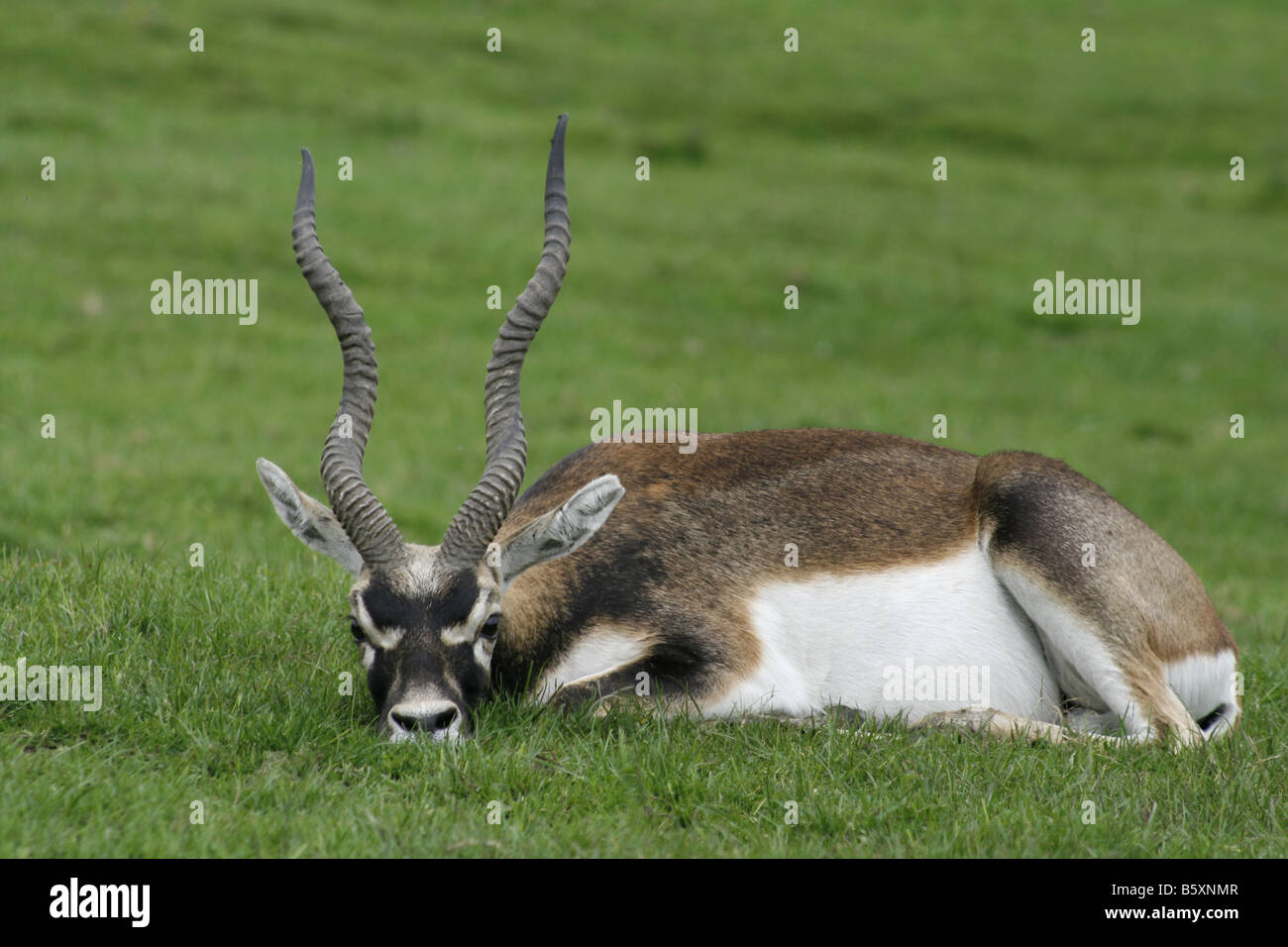 Male blackbuck resting (Antilope Cervicapra). Stock Photo