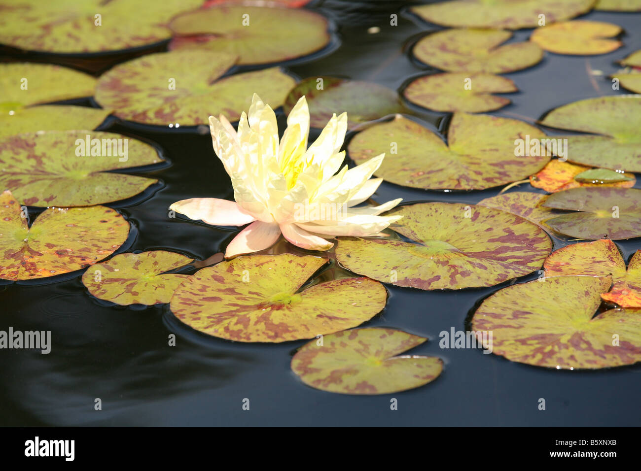 green lily pads with yellow flower Stock Photo