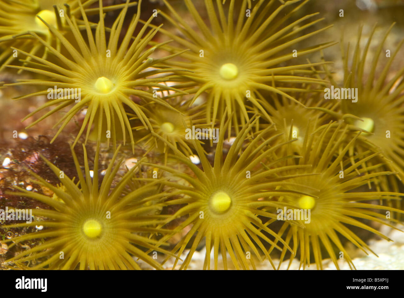Zoanthid Anemones Zoanthus sp.'Yellow', Indo-pacific ocean Stock Photo