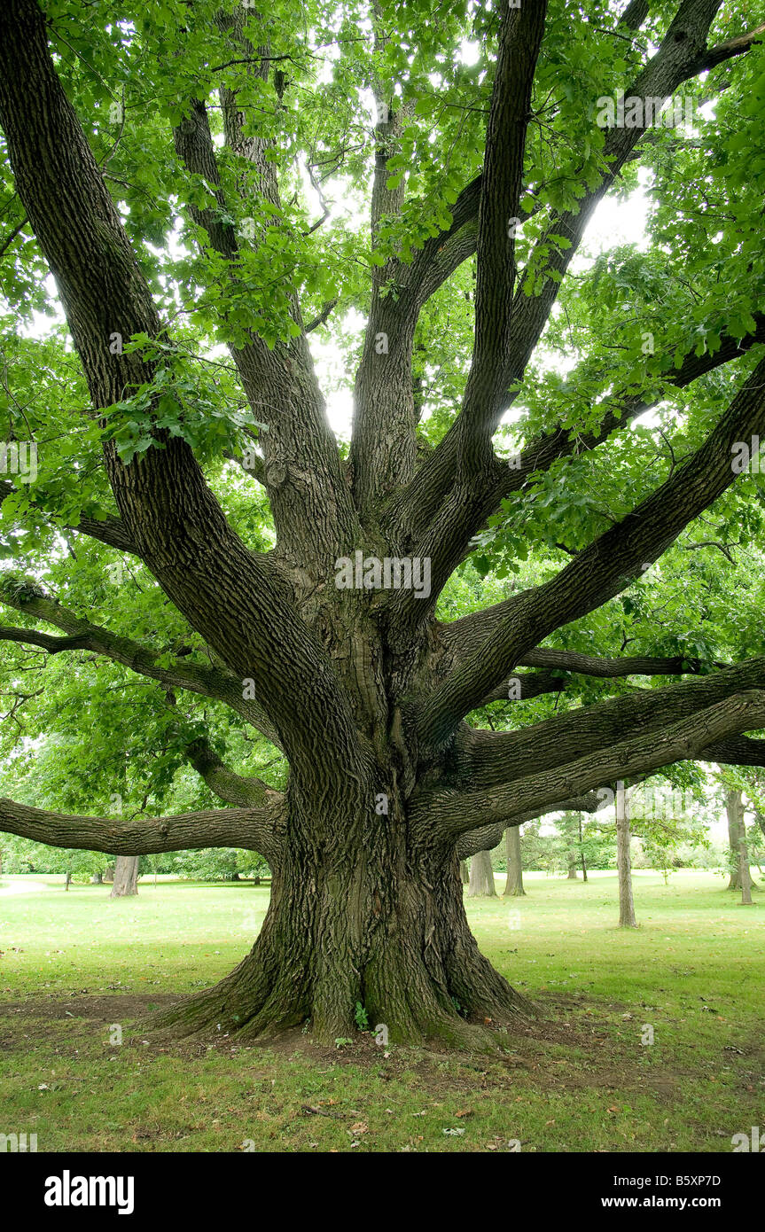 Oak tree hires stock photography and images Alamy