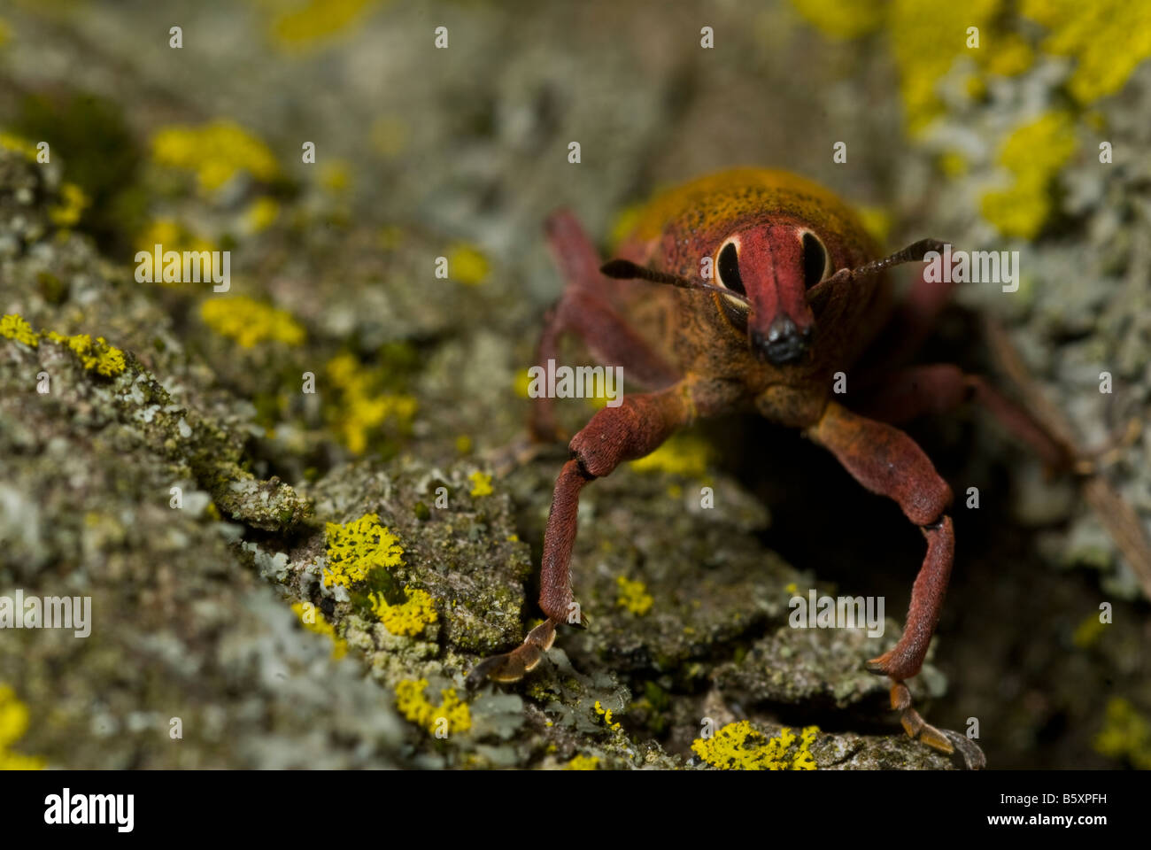 Lixomorphus algirus Curculionidae Coleoptera, Rome, Italy Stock Photo