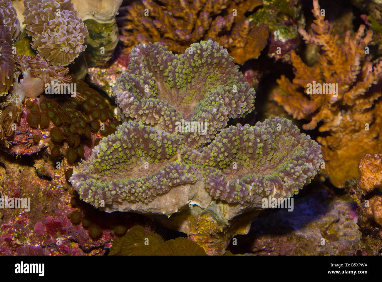 Brain coral Lobophyllia sp., Celenterata Stock Photo