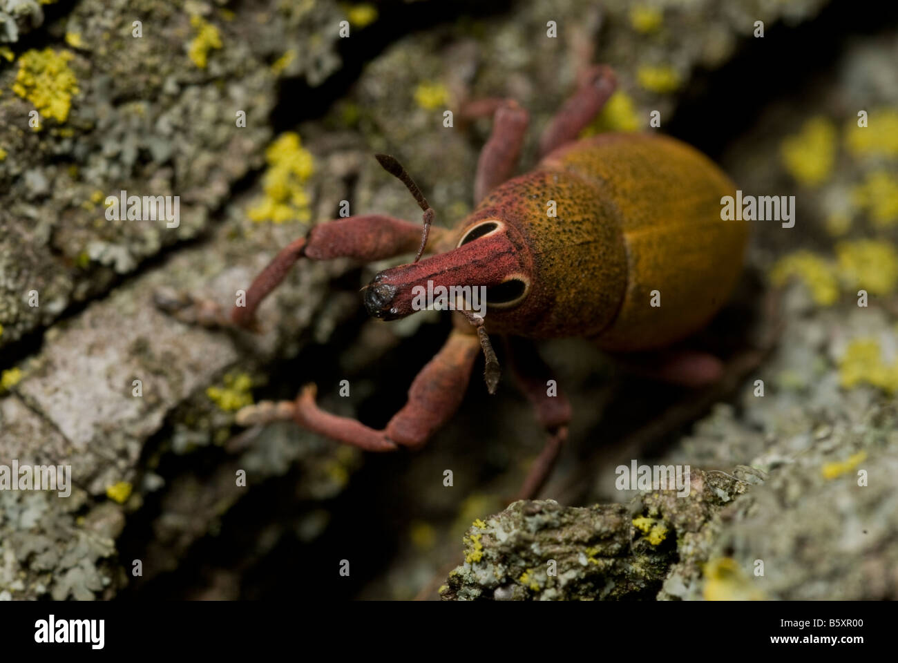 Lixomorphus algirus Curculionidae Coleoptera, Rome, Italy Stock Photo