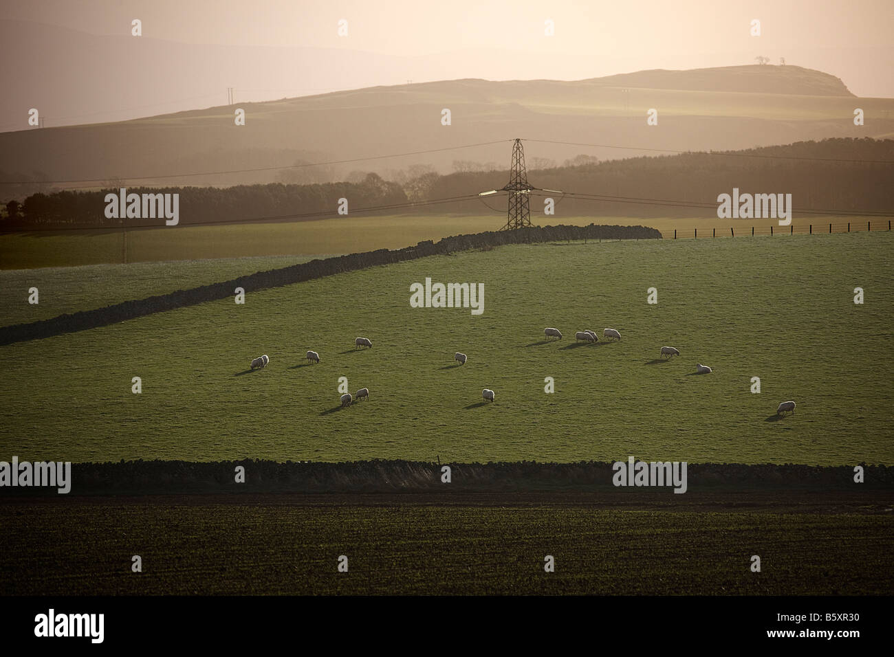 Grazing sheep in landscape. The borders. Scotland Stock Photo Alamy
