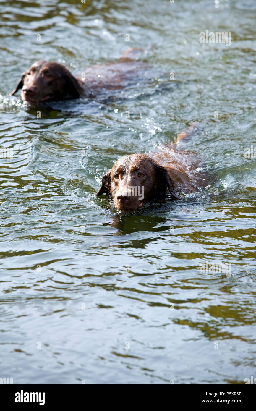 chocolate labrador dogs swimming in a lake Stock Photo