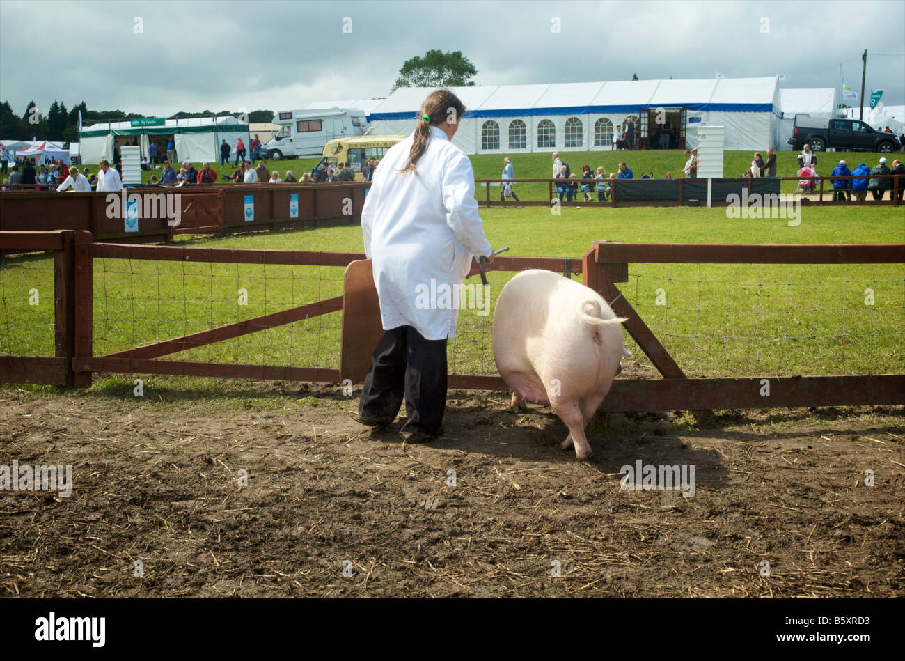 Pig being herded into display ring by a woman at the Great Yorkshire Show Harrogate Yorkshire England Stock Photo