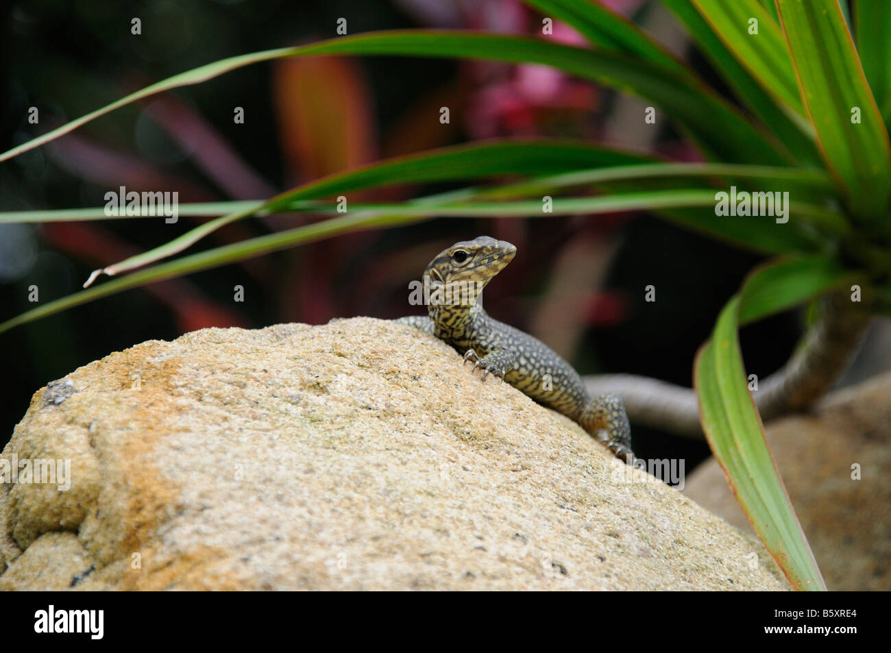 baby water monitor lizard on rock Stock Photo Alamy