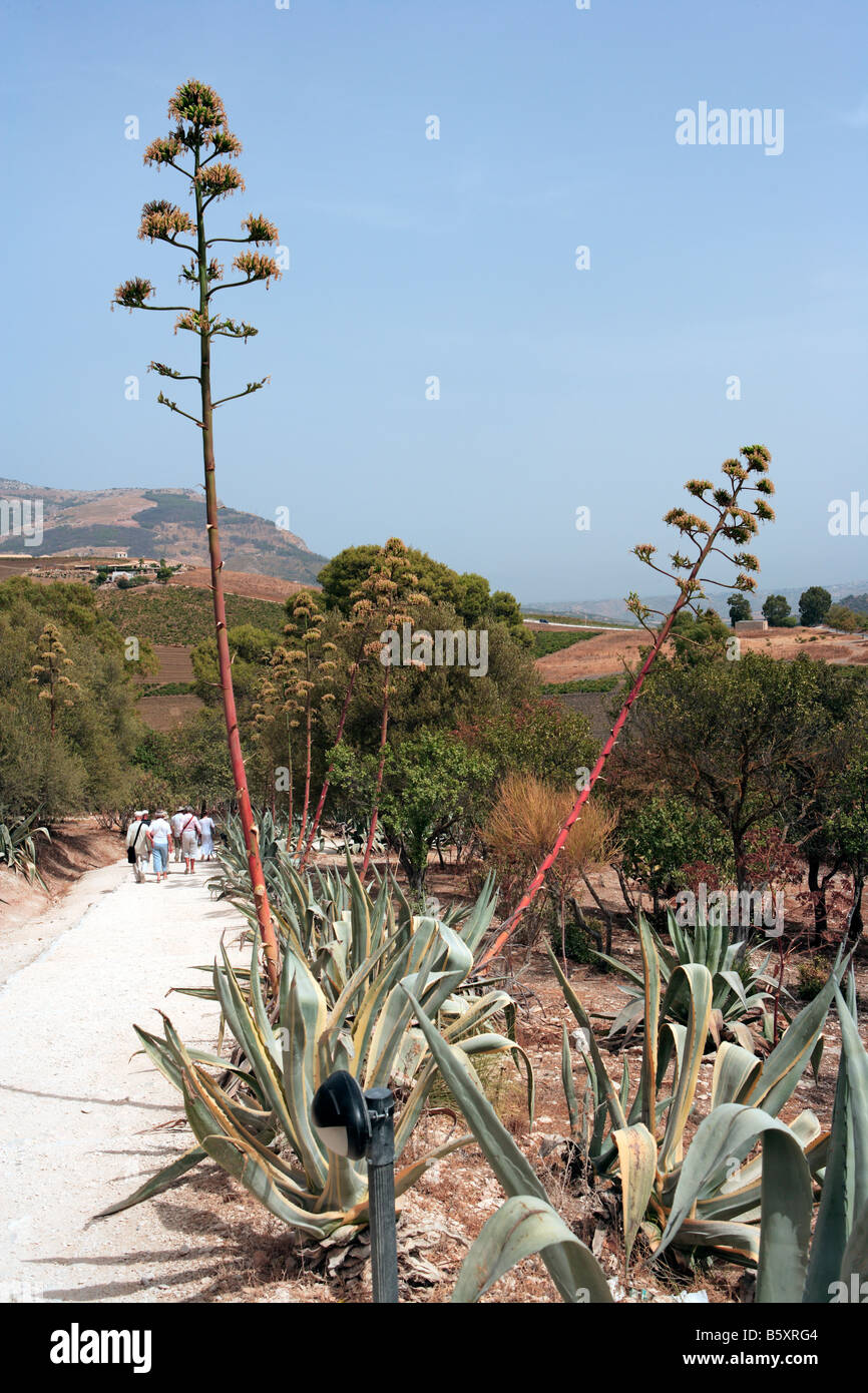 Agaves with flower stalks, Western Sicily Stock Photo