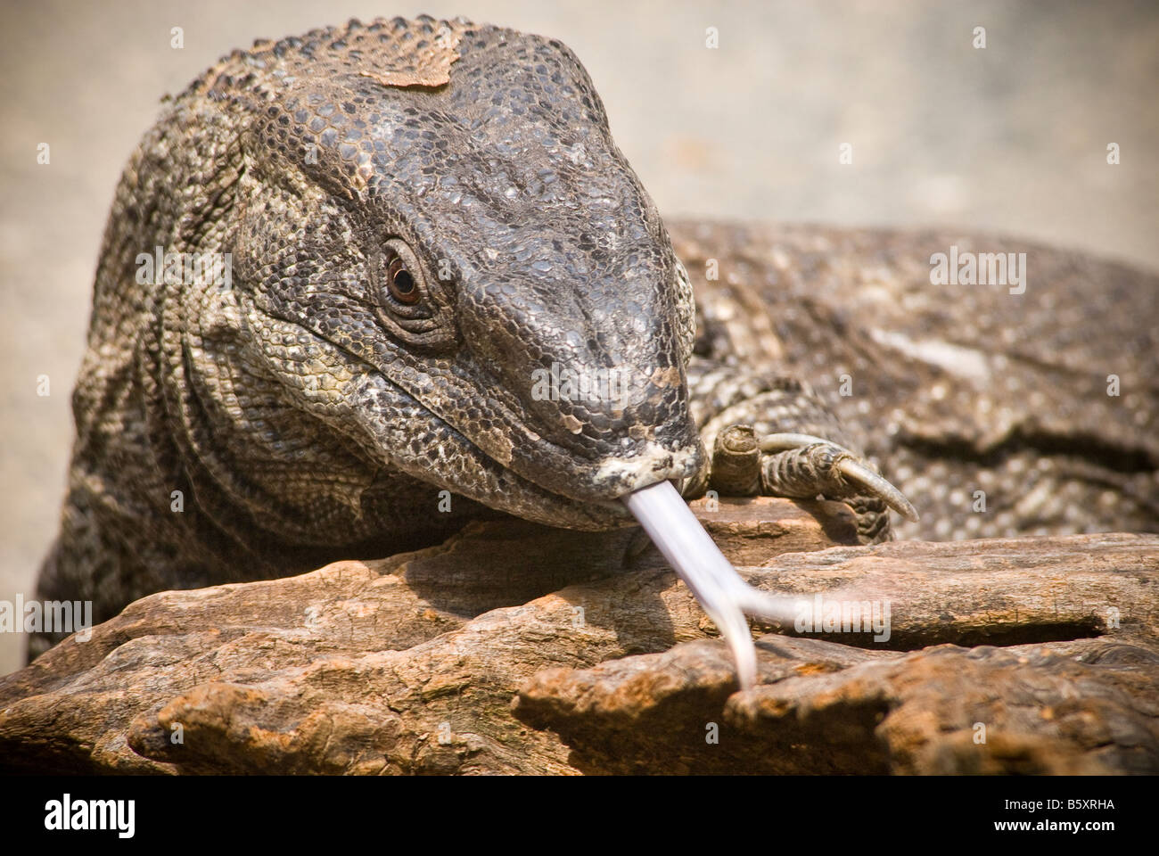 Monitor Lizard, Kansas City Zoo Stock Photo Alamy