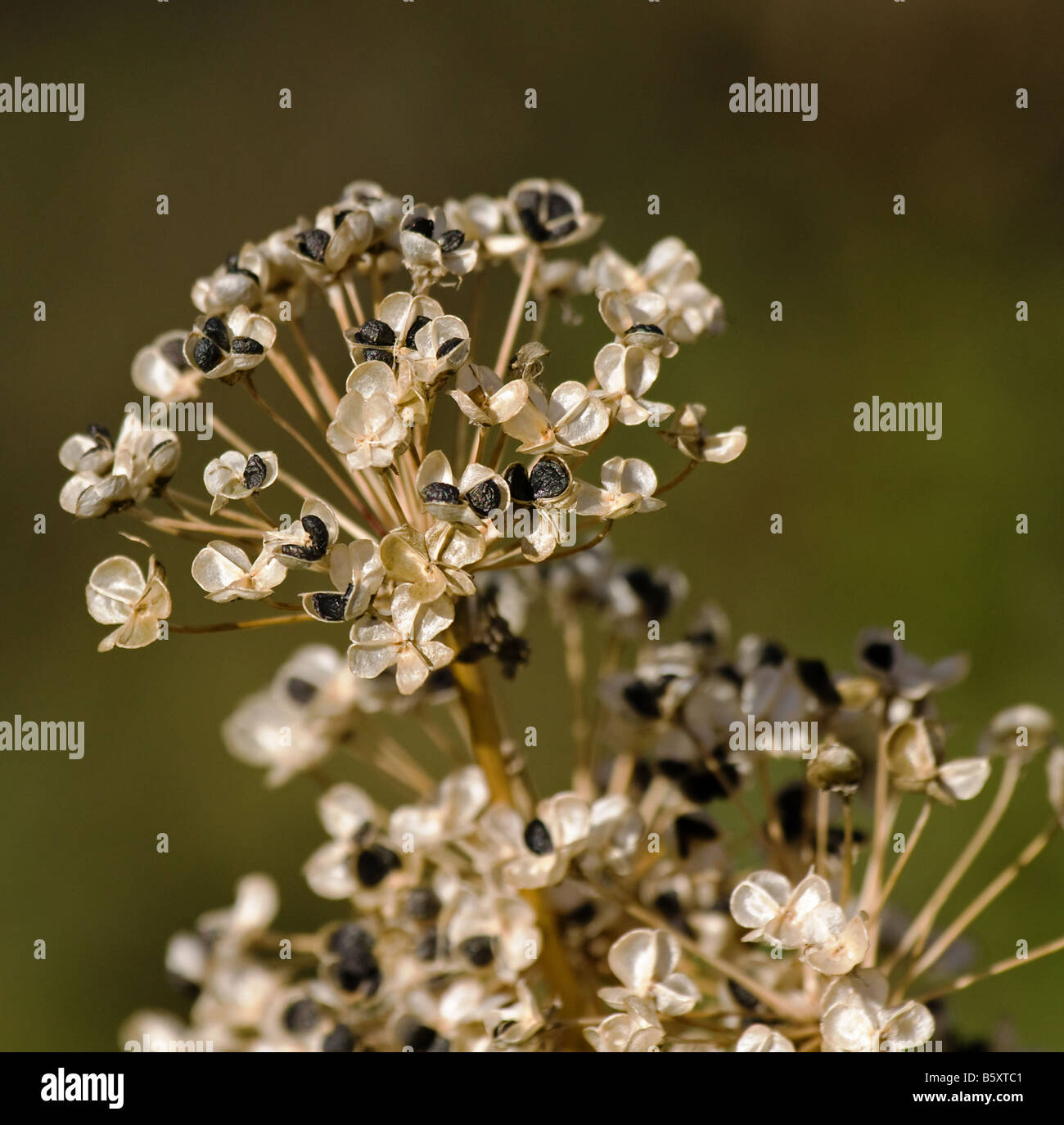 A dead chives plant with seeds on display Stock Photo