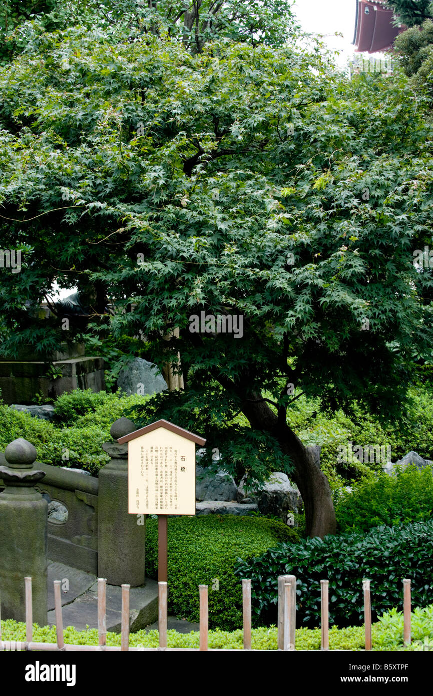 Japanese maple tree in the gardens of the Sensoji Temple in Asakusa, Tokyo, Japan. Stock Photo