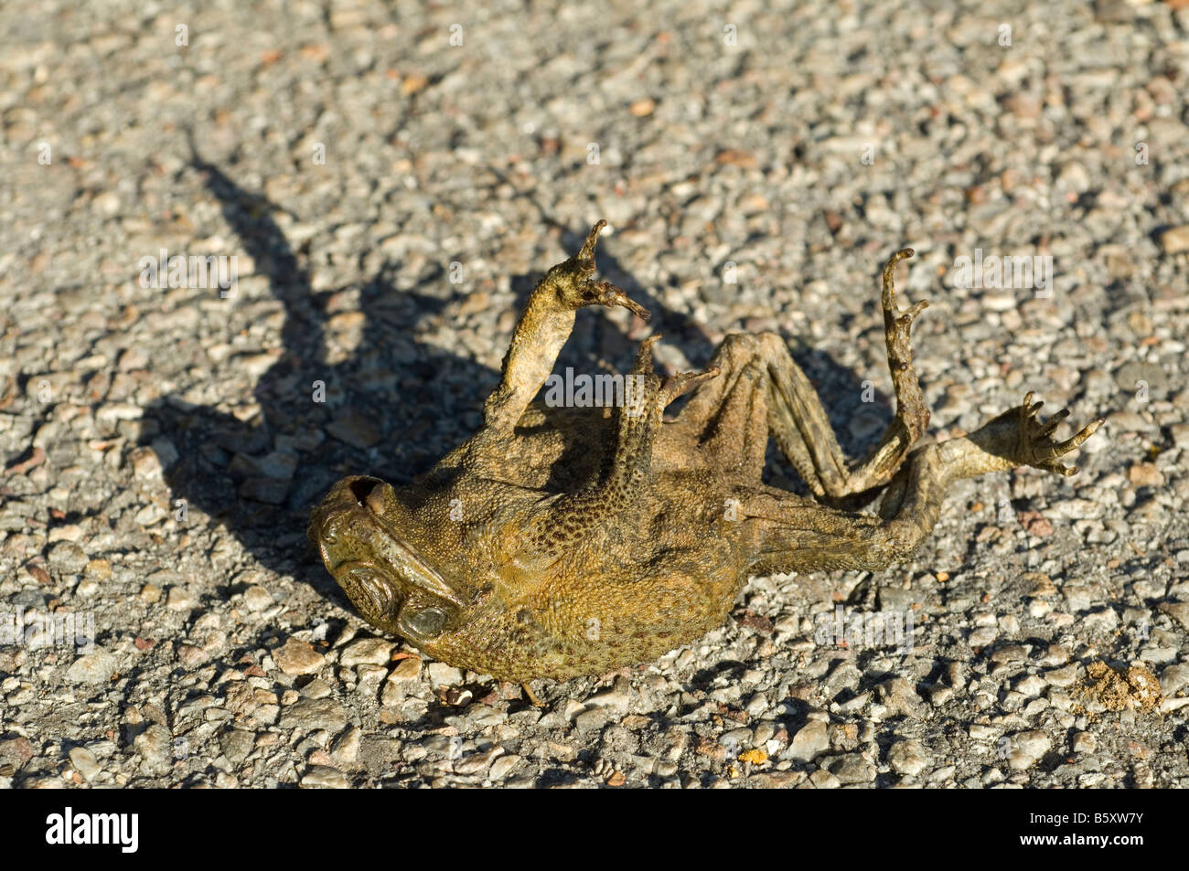 A dead Bufo marinus. It can grow to nine inches in length and more than two pounds. Stock Photo