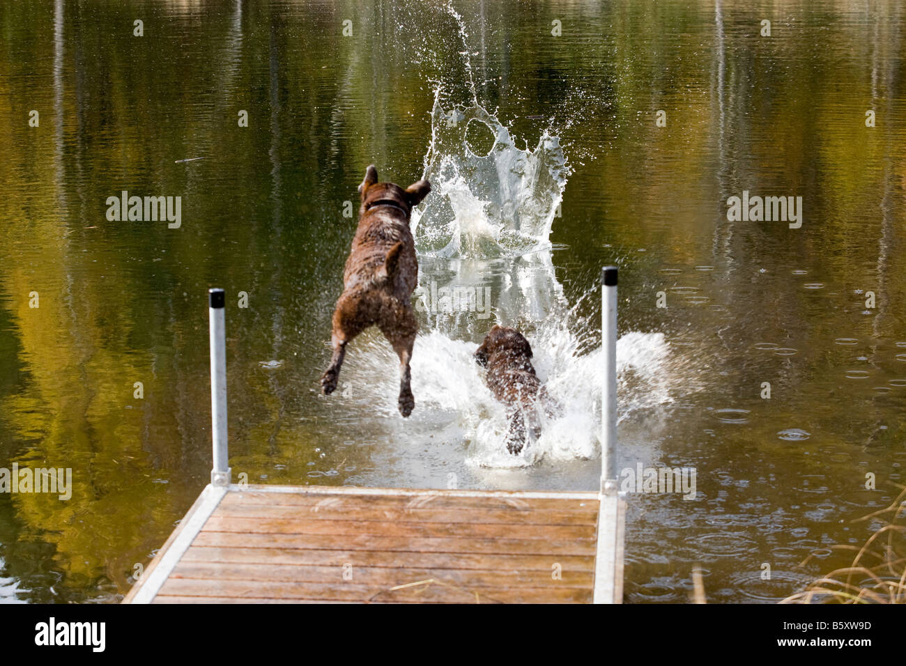 chocolate labrador dogs jumping off a wooden dock into a freshwater lake with an autumnal