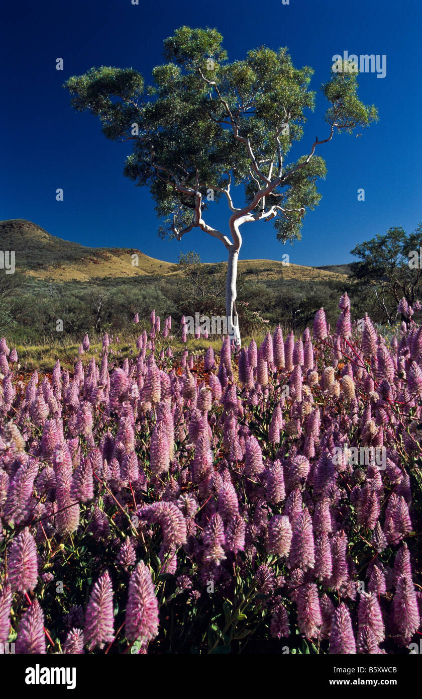 Wildflower scenic, Western Australia Stock Photo