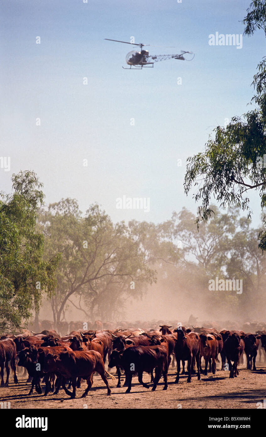 Australia cattle helicopter hires stock photography and images Alamy