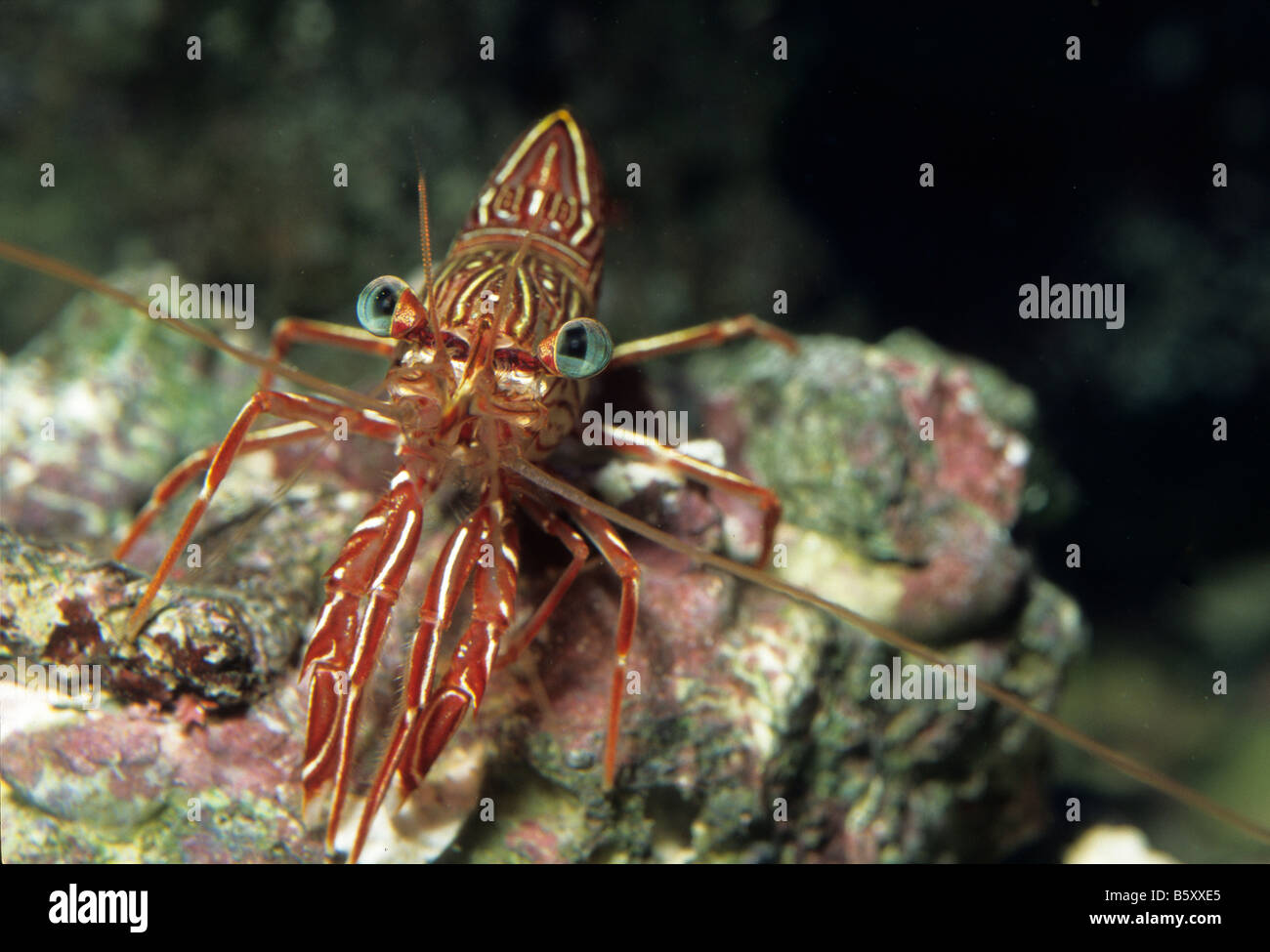 Durban Dancing Shrimp, Rhynchocinetes durbanensis, Crustacea Stock Photo