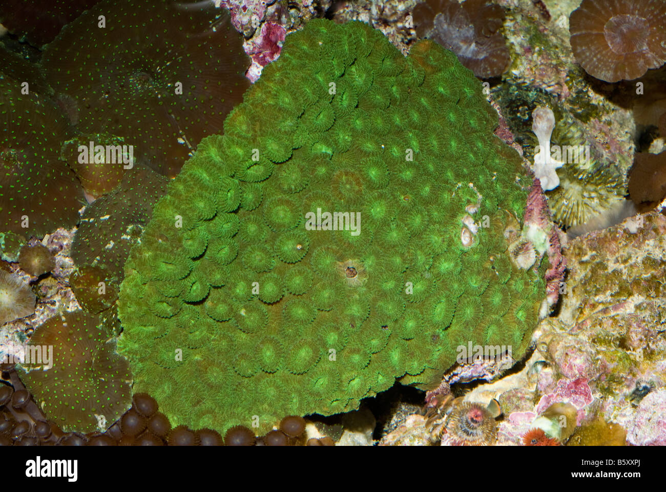 Star coral Favia sp., Indo-pacific Ocean Stock Photo