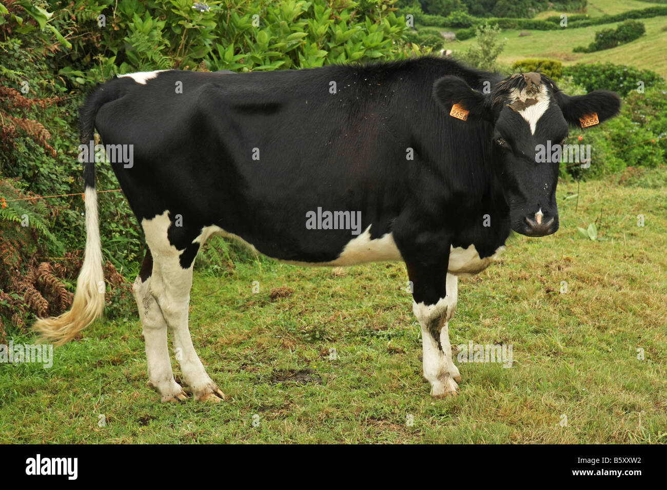 Cow in São Miguel Azores Stock Photo