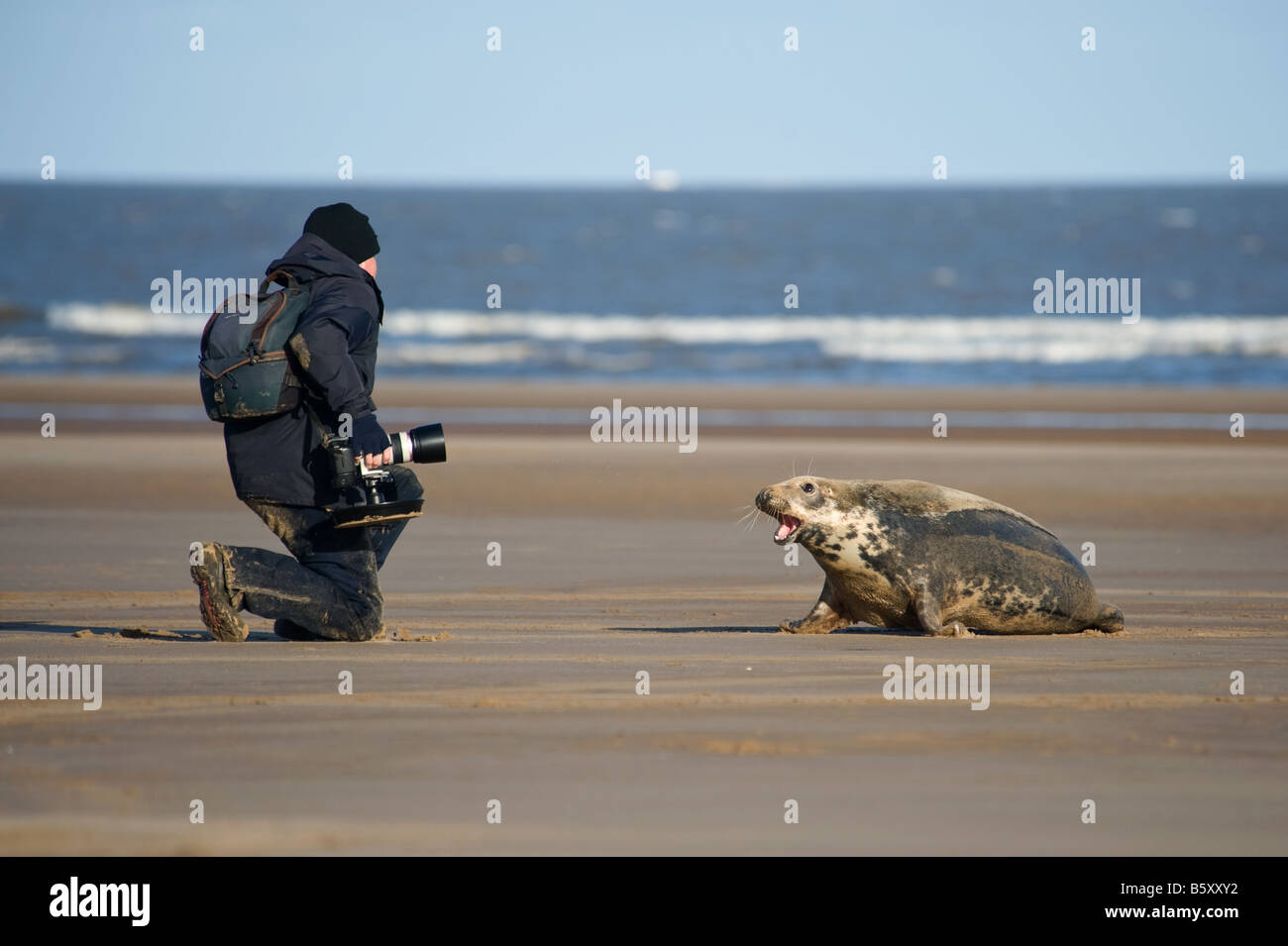 Mother seal warning off an overkeen photgrapher at Donna Nook, Lincolnshire Stock Photo