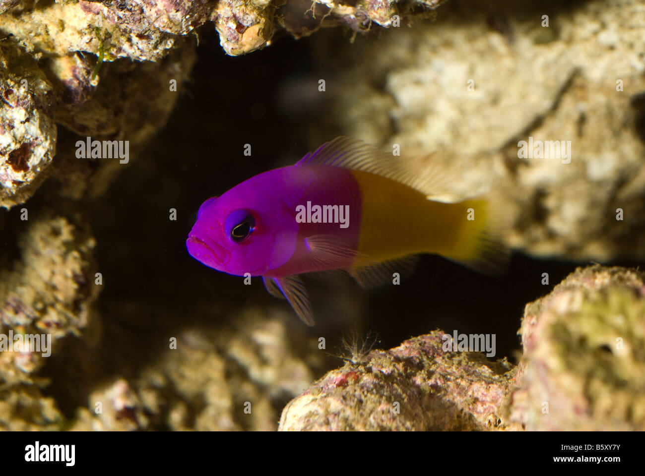 Royal dotyback Pseudochromis paccagnellae, Pseudochromidae Stock Photo