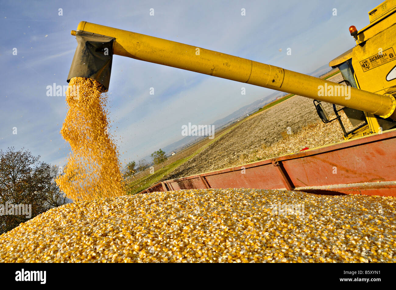Combine harvest unloading maize (corn) in a trailer,  France. Stock Photo