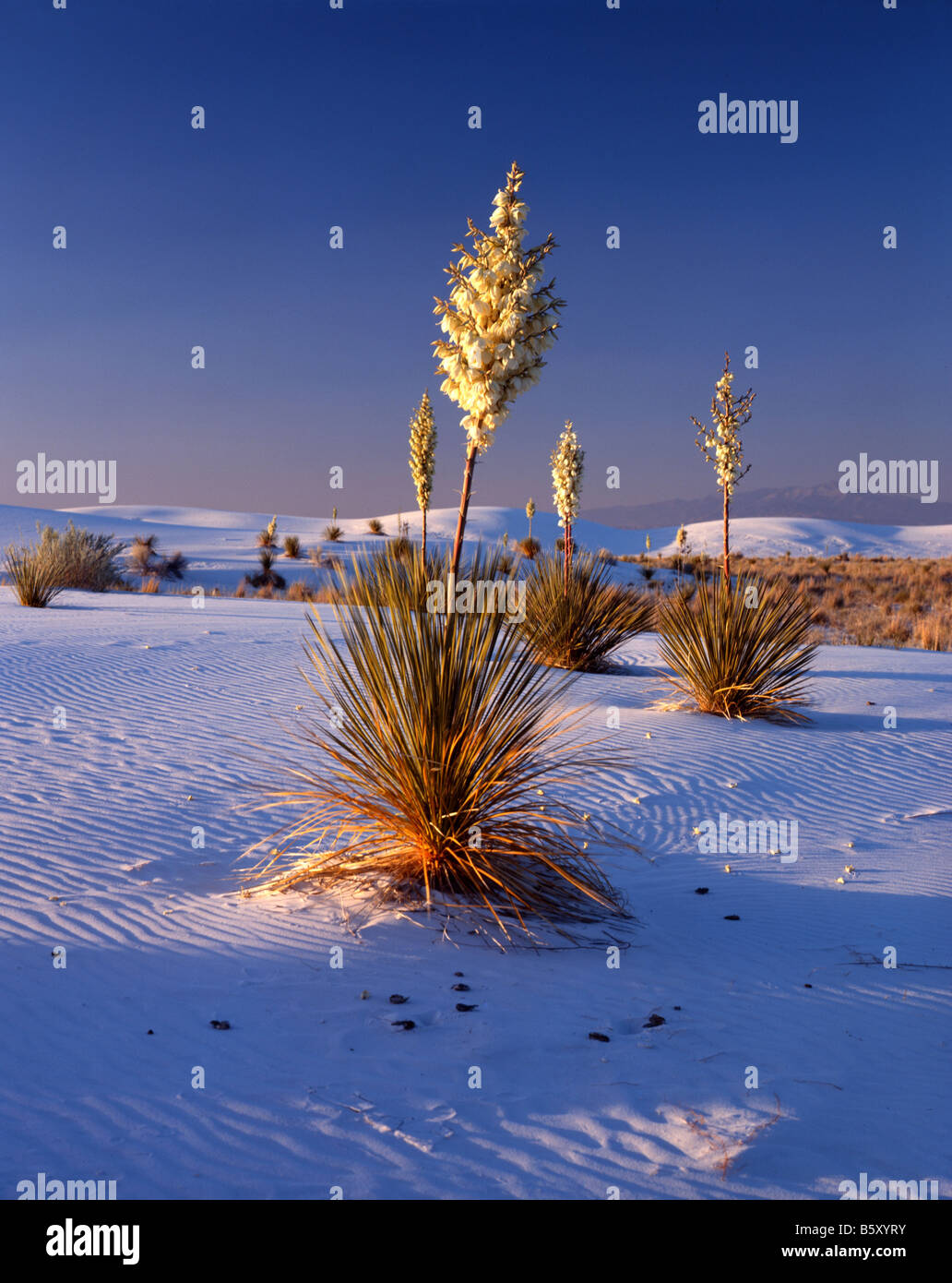 Yucca Plants in Desert Stock Photo Alamy