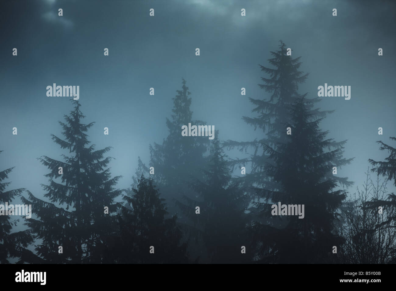 Silhouette fir trees hi-res stock photography and images - Alamy