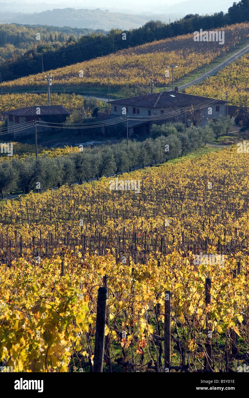 Golden Chianti vineyards evening with a hint of blue sky Stock Photo