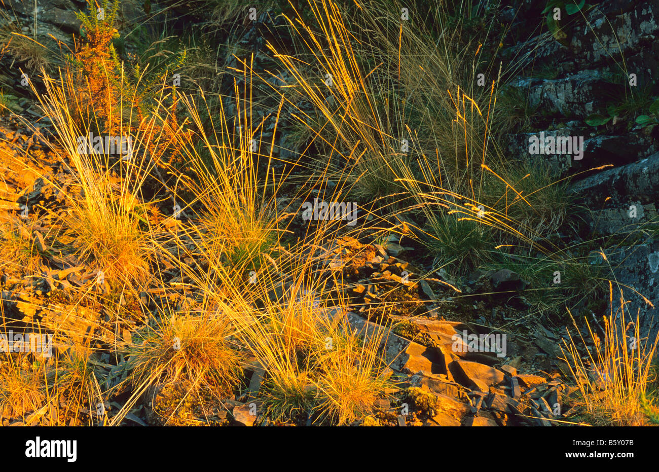Dried grasses, UK. Stock Photo