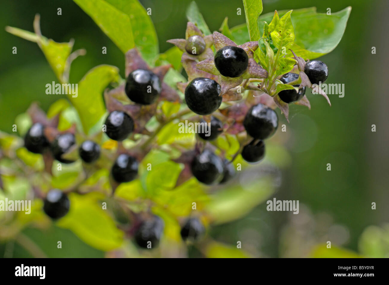Deadly Nightshade (Atropa belladonna), twig with berries Stock Photo