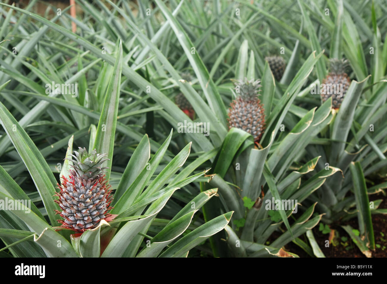 Immature pineapple plants in a greenhouse at Arruda pineapple