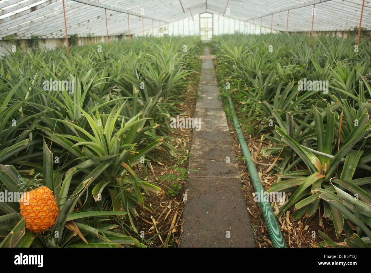 Pineapple plants in a greenhouse at Arruda pineapple plantation outside