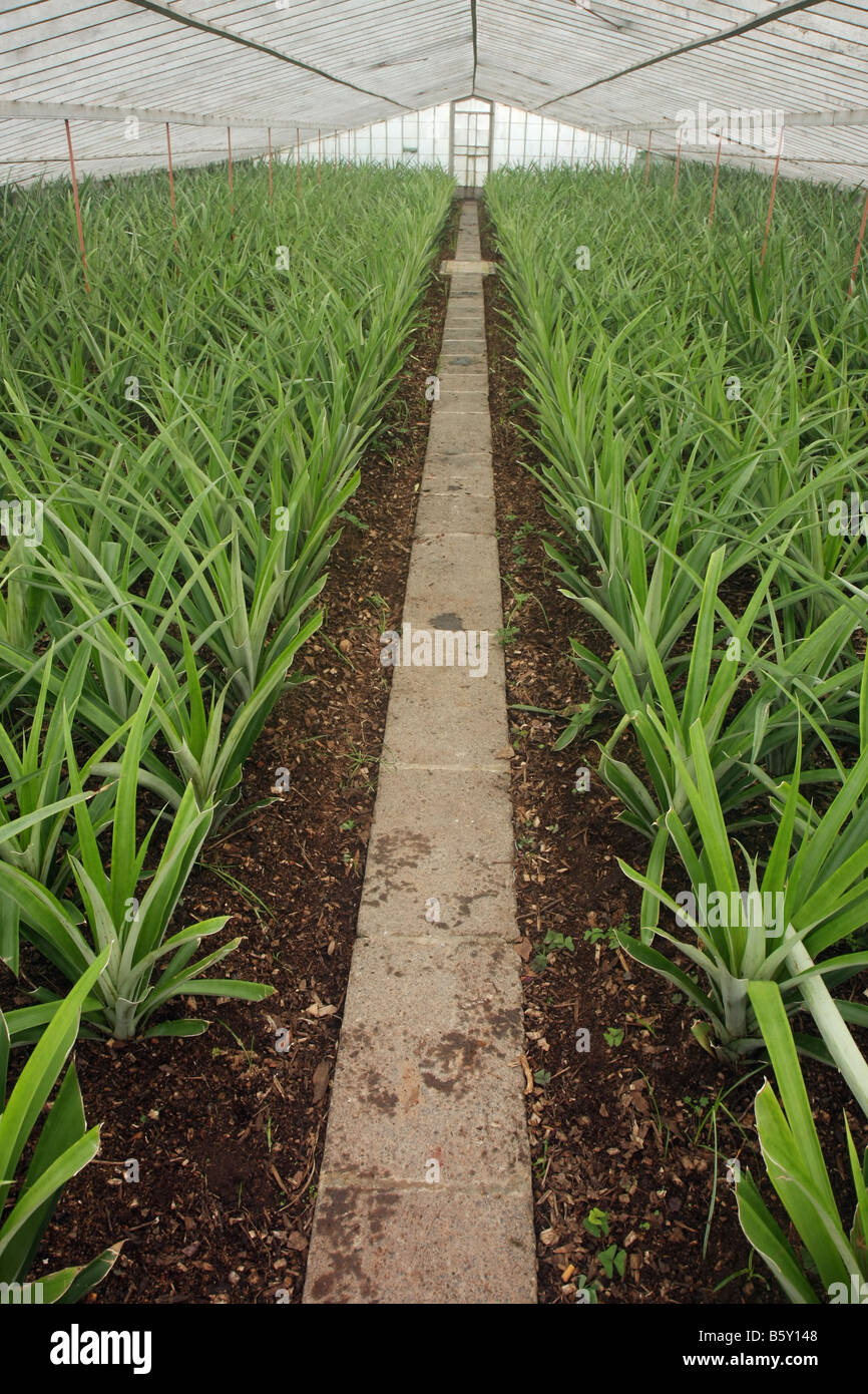 Pineapple plants in a greenhouse at Arruda pineapple plantation outside