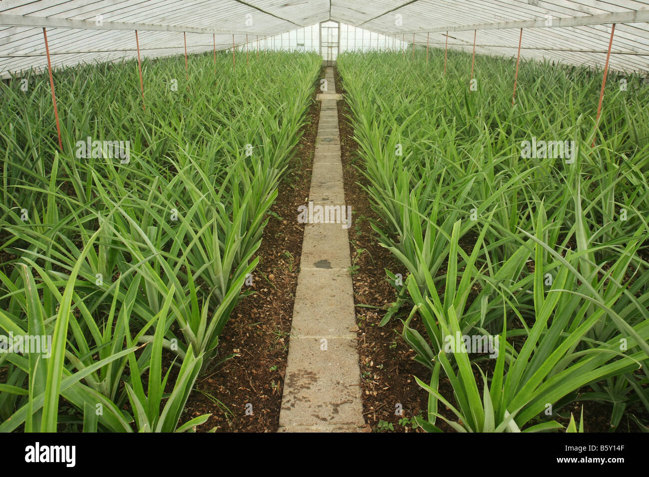 Pineapple plants in a greenhouse at Arruda pineapple plantation outside