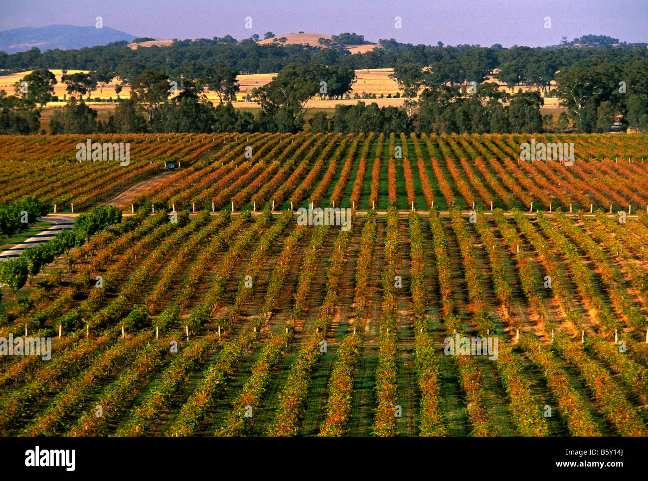 Vineyard, Victoria Australia Stock Photo