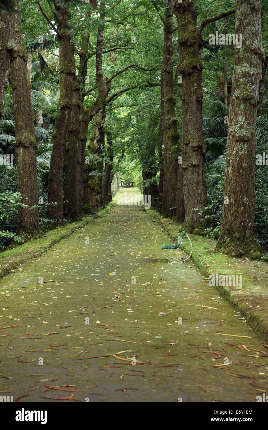 Alley in the Terra Nostra park in Furnas Azores Portugal Stock Photo