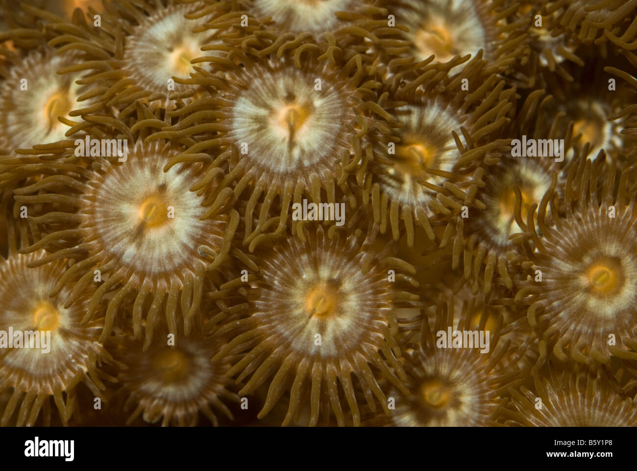 Zoanthid Anemones (Zoanthus sp.), Indo-pacific ocean Stock Photo