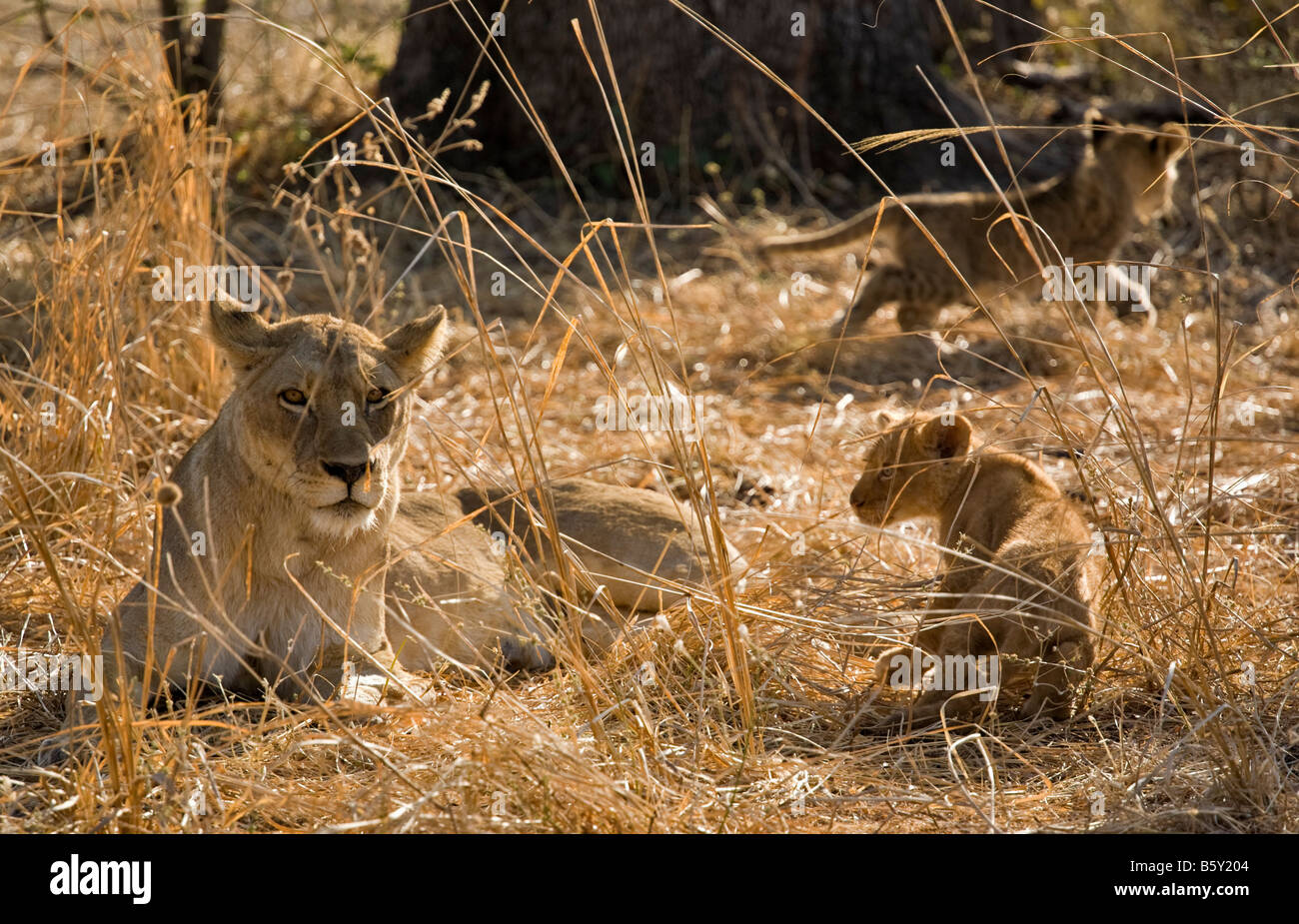 Lions at South Luangwa National Park in Zambia Stock Photo