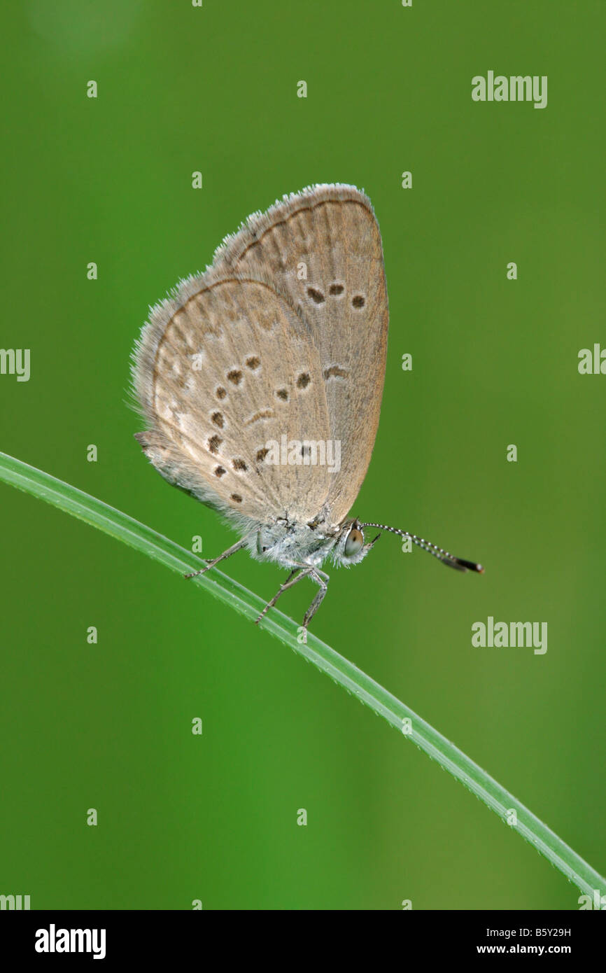 A Lesser Grass Blue butterfly sleeping on a blade of grass in the early morning. Stock Photo
