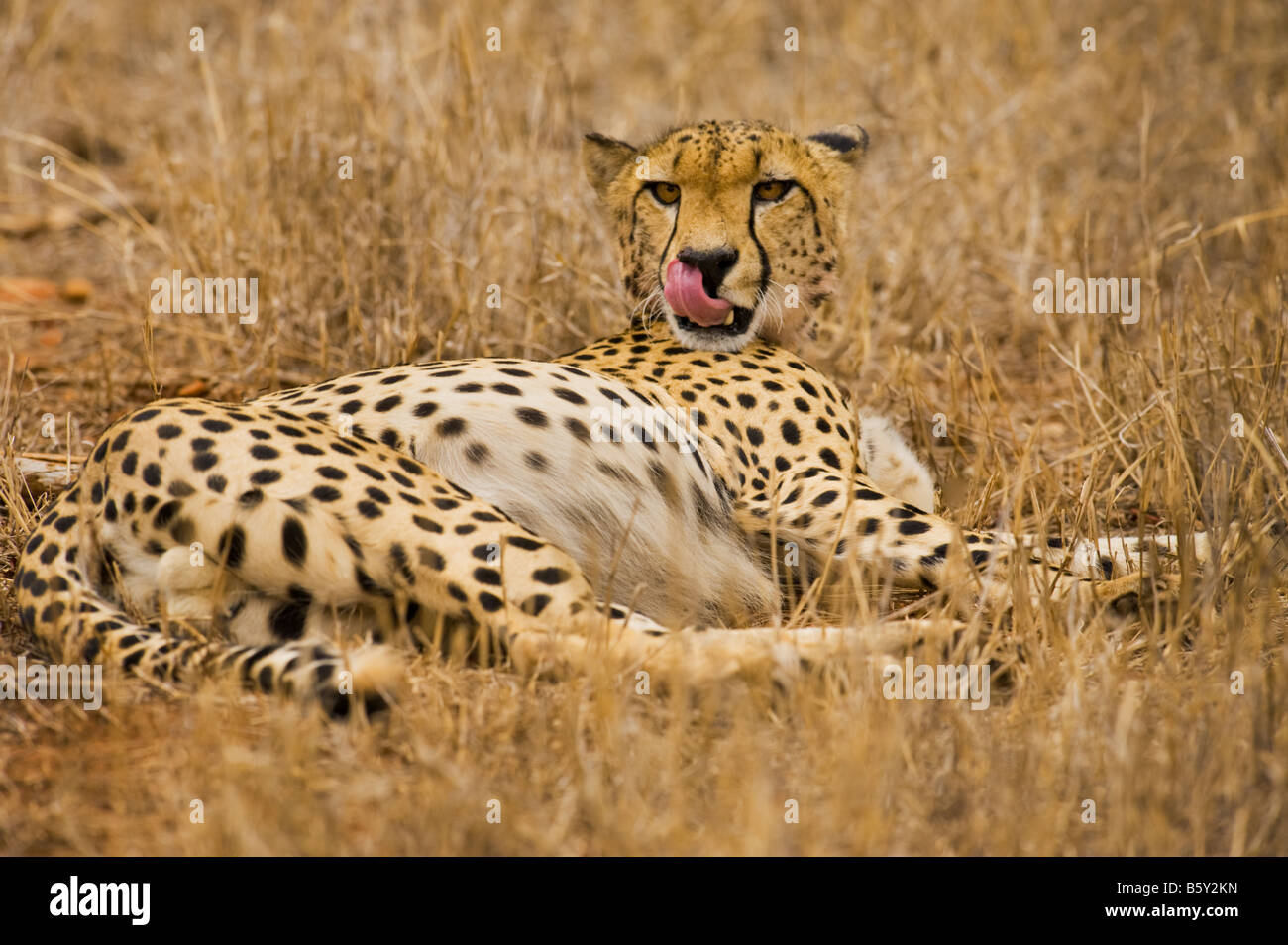 WILDLIFE wild cheetah gepard Acinonyx jubatus in ambience prey southafrica south-afrika wilderness south africa Stock Photo