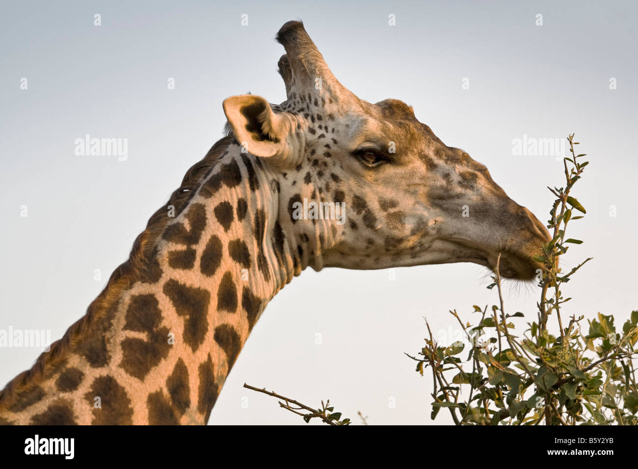 Thornycroft Giraffe at South Luangwa National Park in Zambia Stock Photo