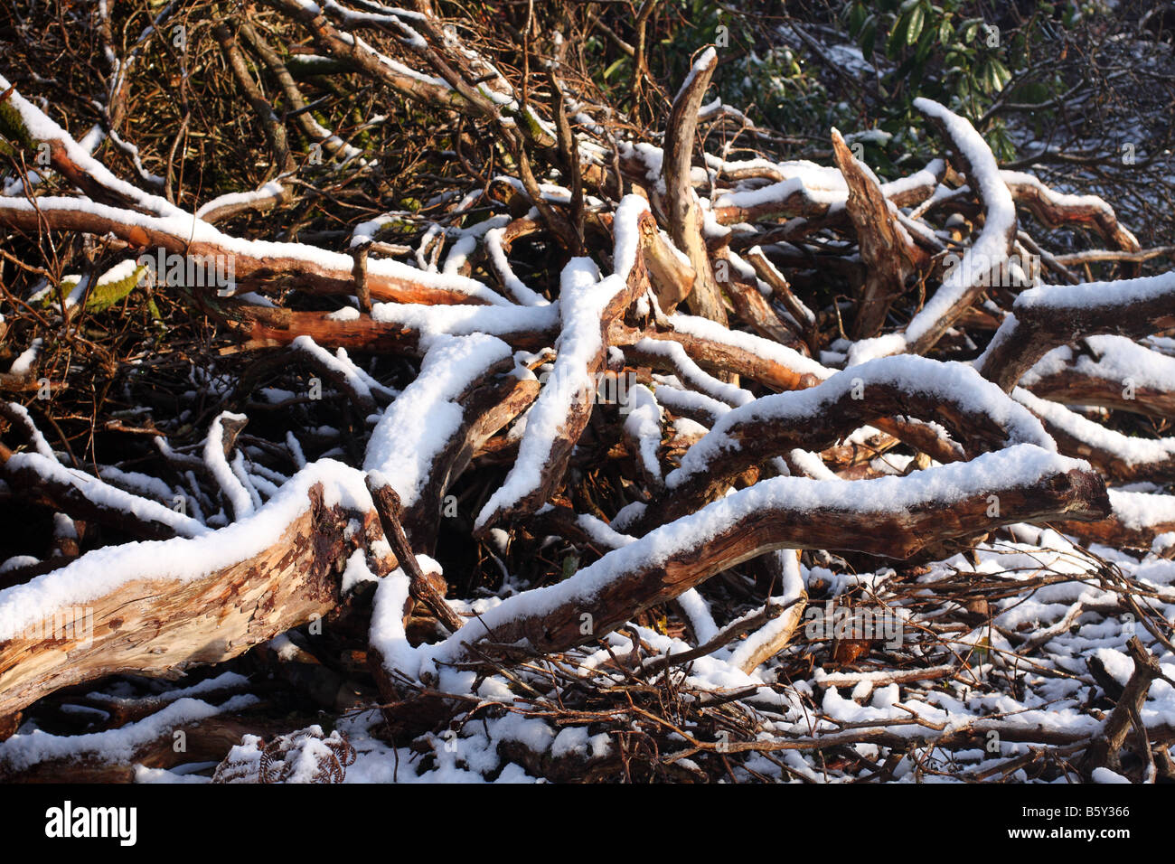 Felled rhododendron woods in winter Stock Photo - Alamy