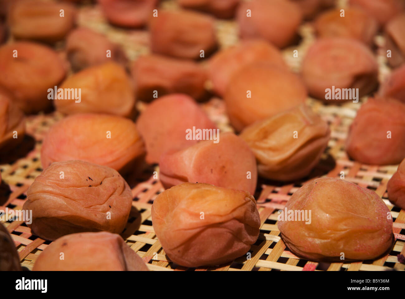 Detail of drying ume boshi or Japanese salted plums prunus mume on a