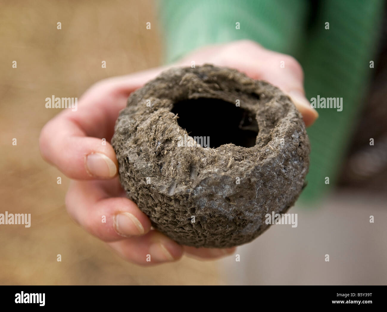 Dung beetle larval chamber at South Luangwa National Park in Zambia Stock Photo