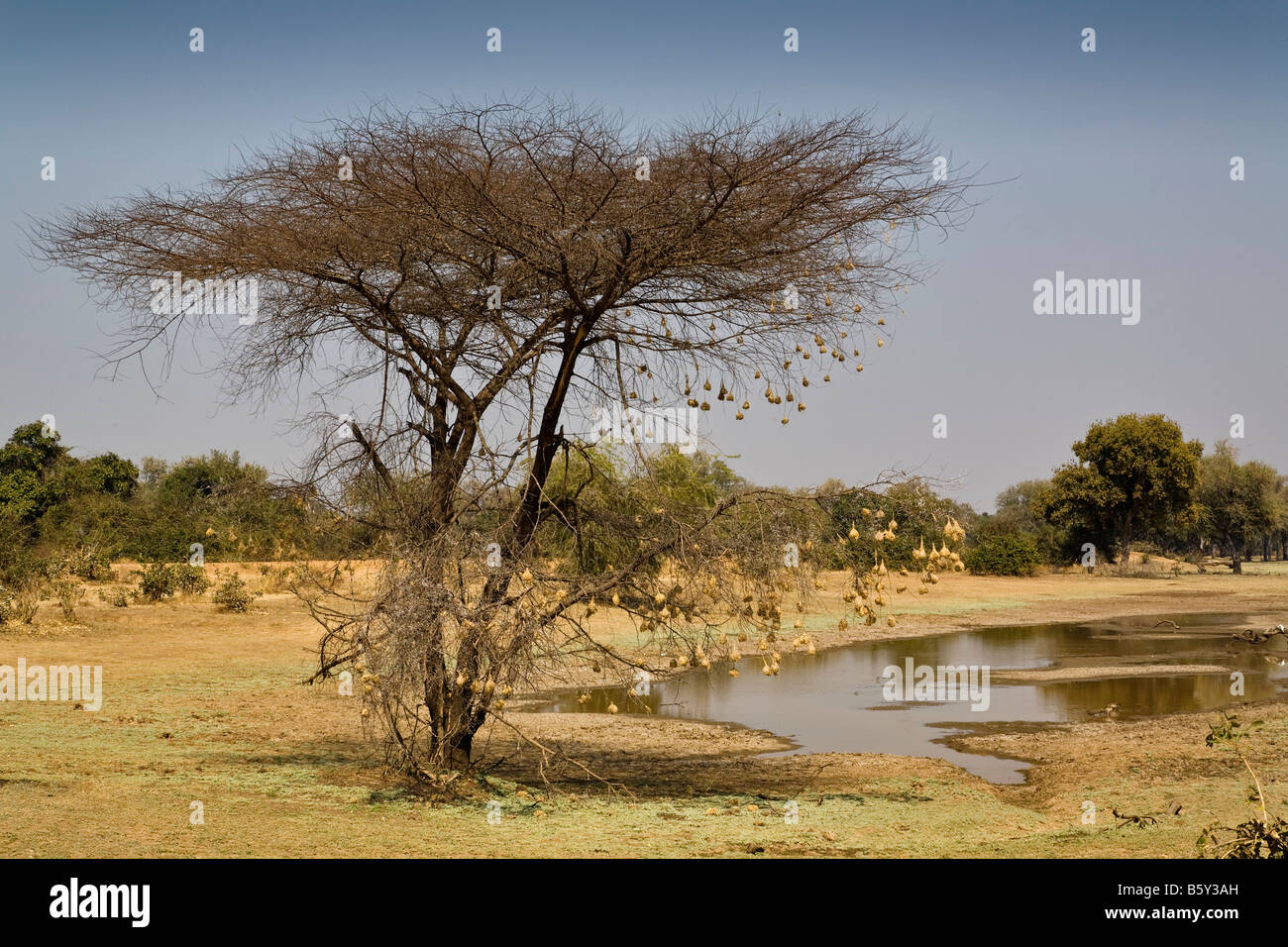 Umbrella acacia tree with weaver bird nests at South Luangwa National Park in Zambia Stock Photo